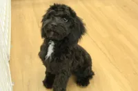 Sullly, a female Cavapoo for sale in Hickory, NC – Photo 10 of 10