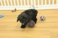 Scarlet, a female Cavapoo for sale in Hickory, NC – Photo 8 of 10