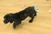 Sullly, a female Cavapoo for sale in Hickory, NC – Photo 6 of 10