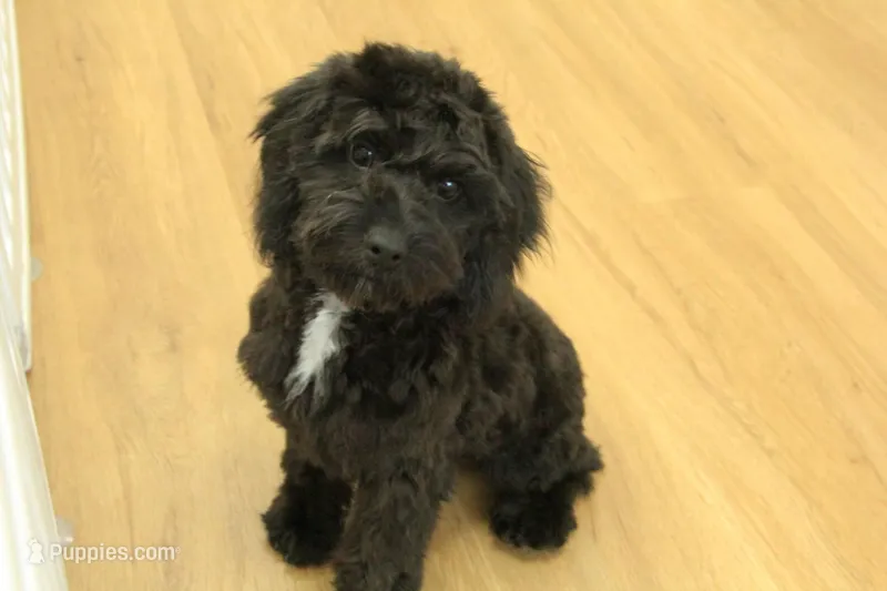 Sullly – Cavapoo puppy for sale in Hickory, NC