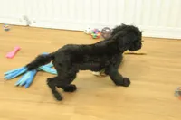 Sullly, a female Cavapoo for sale in Hickory, NC – Photo 3 of 10