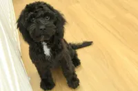 Sullly, a female Cavapoo for sale in Hickory, NC – Photo 9 of 10