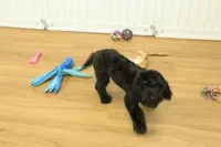 Sullly, a female Cavapoo for sale in Hickory, NC – Photo 8 of 10