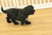 Scarlet, a female Cavapoo for sale in Hickory, NC – Photo 2 of 10