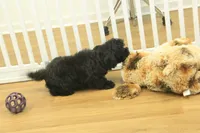 Scarlet, a female Cavapoo for sale in Hickory, NC – Photo 6 of 10