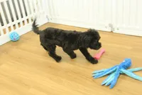 Sullly, a female Cavapoo for sale in Hickory, NC – Photo 2 of 10