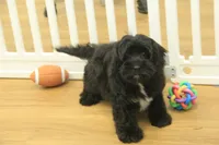 Scarlet, a female Cavapoo for sale in Hickory, NC – Photo 1 of 10