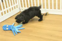 Scarlet, a female Cavapoo for sale in Hickory, NC – Photo 10 of 10