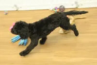 Sullly, a female Cavapoo for sale in Hickory, NC – Photo 5 of 10