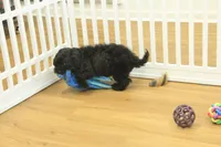 Scarlet, a female Cavapoo for sale in Hickory, NC – Photo 7 of 10