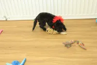 Sullly, a female Cavapoo for sale in Hickory, NC – Photo 4 of 10