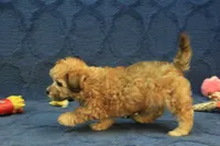 Sophie, a female Maltipoo for sale in Hickory, NC – 4 of 10