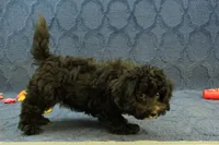 Oreo, a male Cavachon for sale in Hickory, NC – 3 of 10