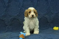 Madelyn F1B, a female Cavapoo for sale in Hickory, NC – 8 of 9