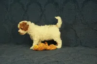 Popcorn, a female Cavapoo and Poodle - Toy  for sale in Hickory, NC – 5 of 8