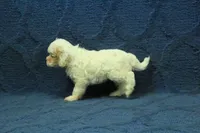 Violet F1B, a female Cavapoo for sale in Hickory, NC – 7 of 9