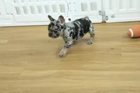 Betty, a female French Bulldog for sale in Hickory, NC – 10 of 10