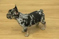 Betty, a female French Bulldog for sale in Hickory, NC – 8 of 10