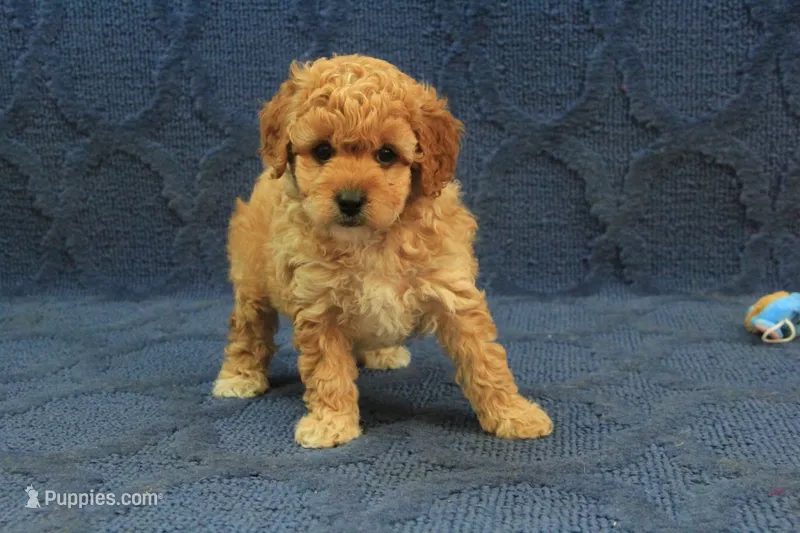 Penny – Cavapoo, Poodle - Toy  puppy for sale in Hickory, NC