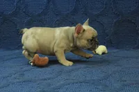 Paisley, a female French Bulldog for sale in Hickory, NC – 9 of 10
