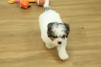 Smokey, a male Cavapoo for sale in Hickory, NC – 7 of 9