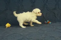 Callie, a female Maltipoo for sale in Hickory, NC – 9 of 9