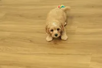 Sebastian F1B, a male Cavapoo and Poodle - Toy  for sale in Hickory, NC – 5 of 10