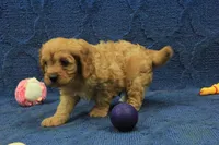 Archie, a male Cavapoo for sale in Hickory, NC – 5 of 8