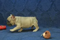Paisley, a female French Bulldog for sale in Hickory, NC – 6 of 10
