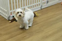 Cupcake, a female Bichon Frise and Maltipoo for sale in Hickory, NC – 4 of 10