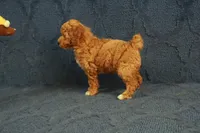 Glory, a female Poodle - Toy  for sale in Hickory, NC – 8 of 10