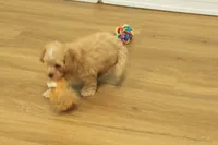 Sebastian F1B, a male Cavapoo and Poodle - Toy  for sale in Hickory, NC – 8 of 10