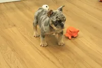 Raisin, a female French Bulldog for sale in Hickory, NC – 8 of 10