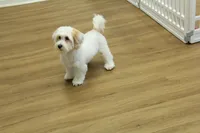 Cupcake, a female Bichon Frise and Maltipoo for sale in Hickory, NC – 2 of 10