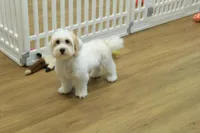 Cupcake, a female Bichon Frise and Maltipoo for sale in Hickory, NC – 3 of 10