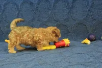 Sophie, a female Maltipoo for sale in Hickory, NC – 2 of 10