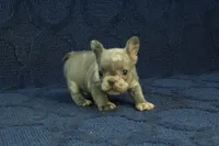 Claire, a female French Bulldog for sale in Hickory, NC – 4 of 10