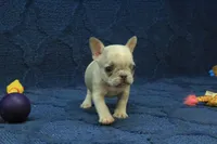 Alice, a female French Bulldog for sale in Hickory, NC – 8 of 10