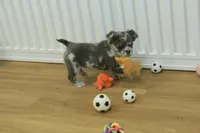 Chloe, a female French Bulldog for sale in Hickory, NC – Photo 5 of 8