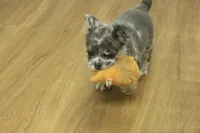 Chloe, a female French Bulldog for sale in Hickory, NC – Photo 7 of 8