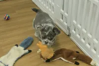 Chloe, a female French Bulldog for sale in Hickory, NC – Photo 3 of 8