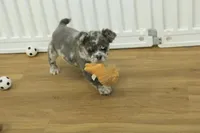 Chloe, a female French Bulldog for sale in Hickory, NC – Photo 6 of 8