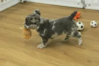 Chloe, a female French Bulldog for sale in Hickory, NC – Photo 2 of 8