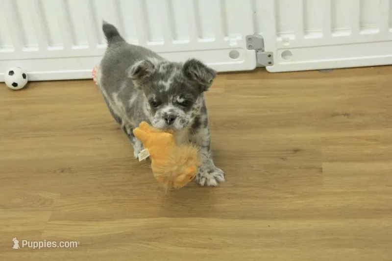 Chloe – French Bulldog puppy for sale in Hickory, NC