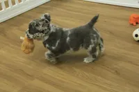 Chloe, a female French Bulldog for sale in Hickory, NC – Photo 4 of 8