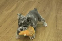 Chloe, a female French Bulldog for sale in Hickory, NC – Photo 8 of 8