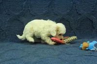 Violet F1B, a female Cavapoo for sale in Hickory, NC – 4 of 9