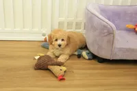 Gunner, a male Poodle - Toy  for sale in Hickory, NC – 10 of 10