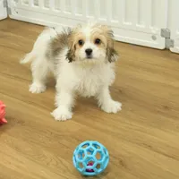 Tyler, a female Cavachon for sale in Hickory, NC – Photo 6 of 10