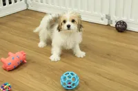 Tyler, a female Cavachon for sale in Hickory, NC – Photo 6 of 10